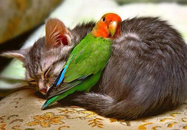 необычная дружба, невероятная дружба животных, животные спят