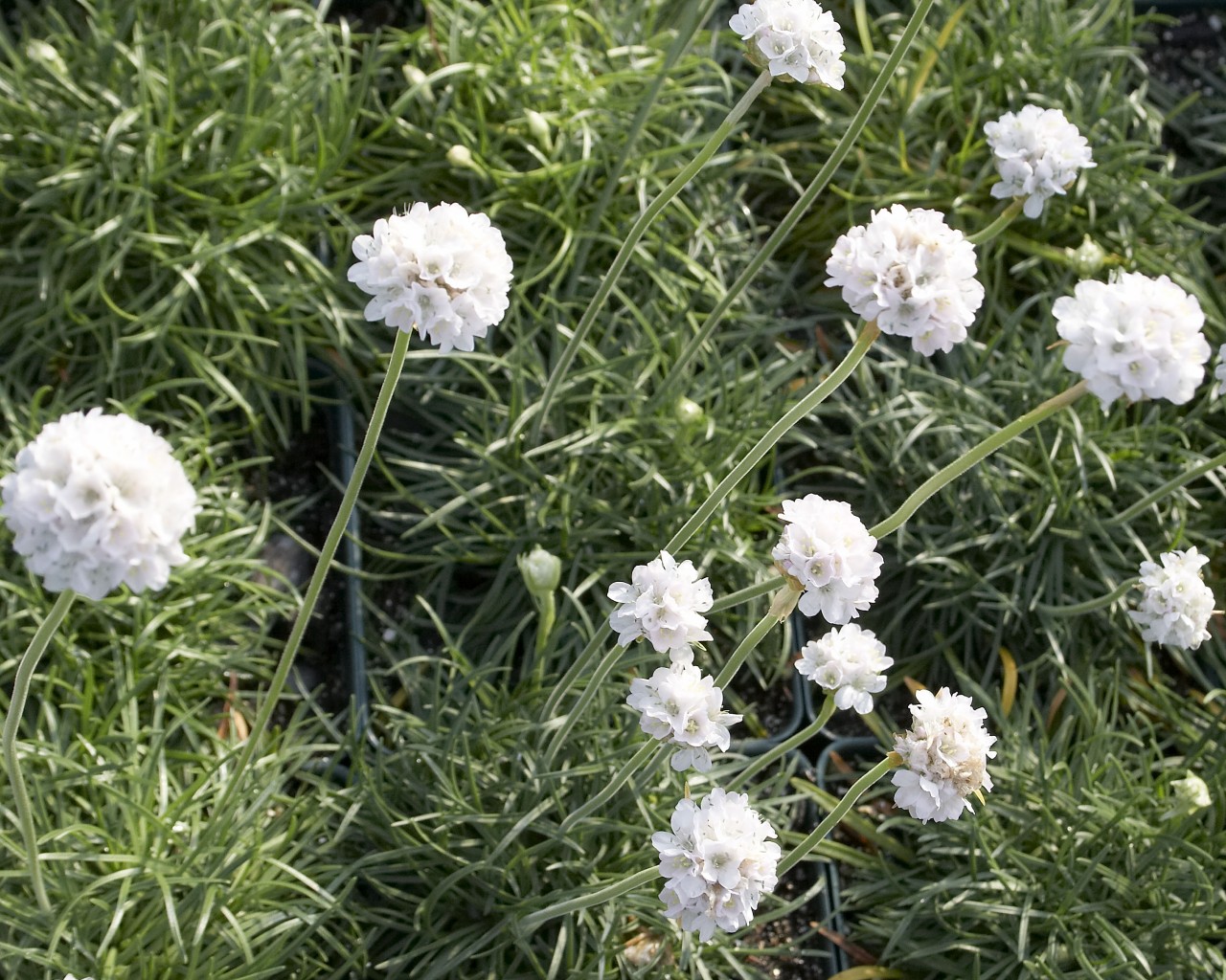 Армерия белая. Армерия Приморская. Армерия Alba. Armeria maritima Alba.