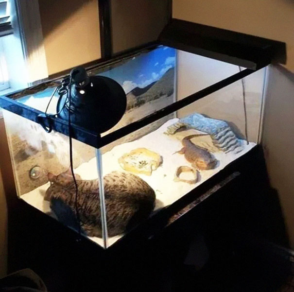 кошки которые очень любят греться