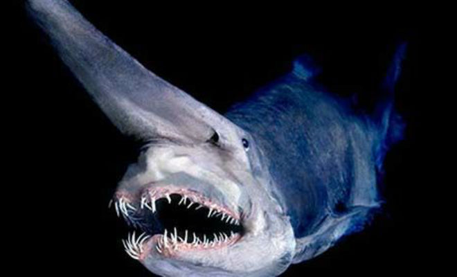 10 существ найденных в Марианской впадине 10 существ найденных в Марианской впадине Культура