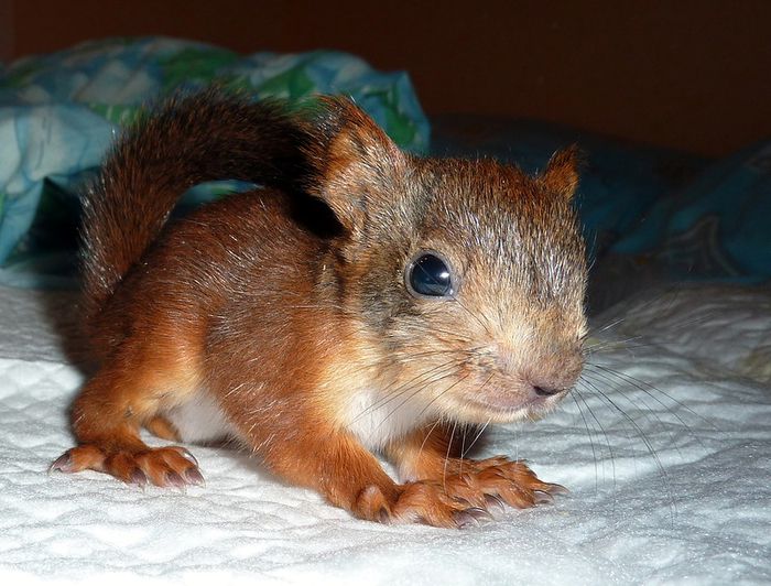 Животные, белка, позитив