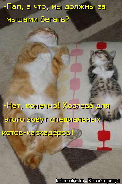 Котоматрица: -Нет, конечно! Хозяева для  котов-каскадёров! этого зовут специальных  -Пап, а что, мы должны за  мышами бегать?