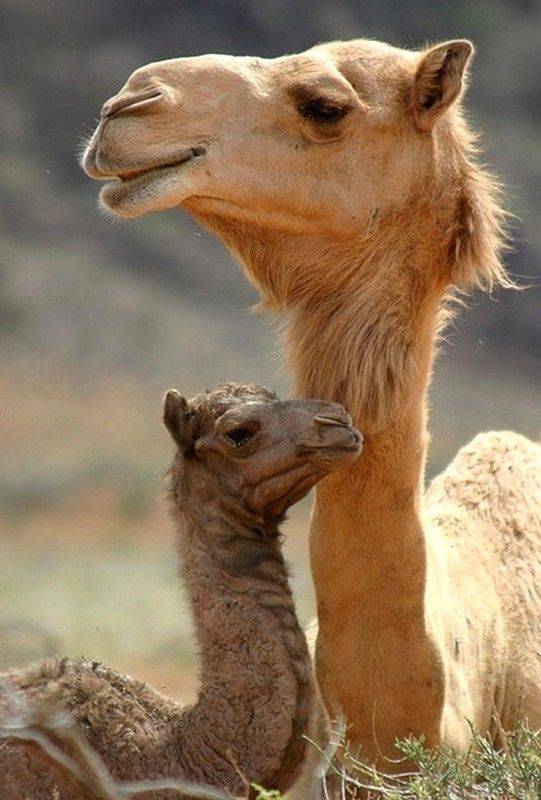 Дромадер — это одногорбый верблюд: описание животного, среда обитания