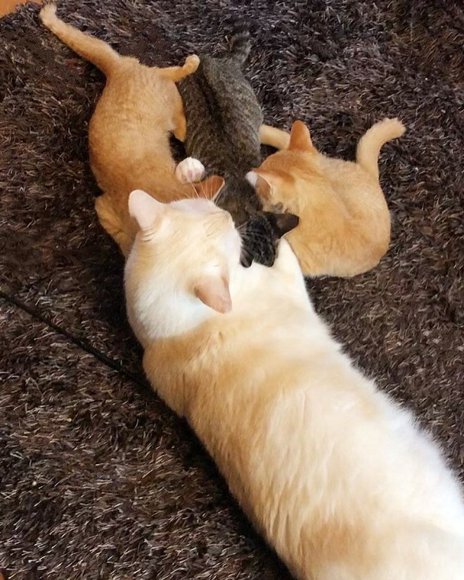 Кот и котята