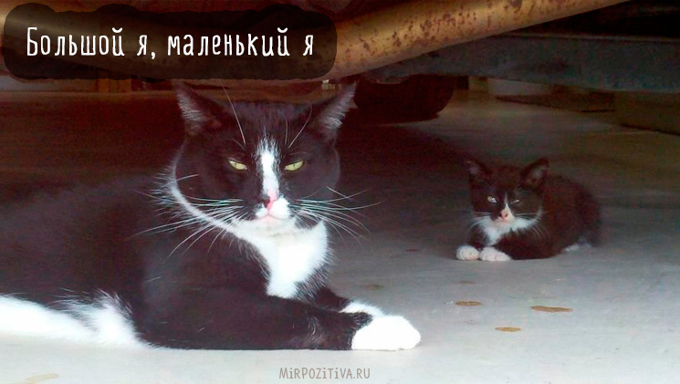 большой и маленький кот похожи большой и маленький кот похожи