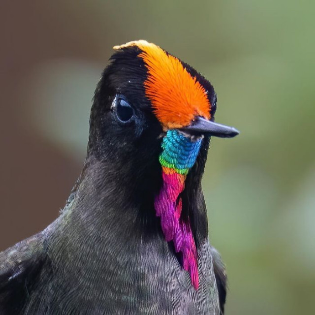 Прекрасные и уникальные птицы, способные поразить вас своей красотой
