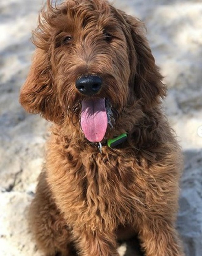 Пес с языком