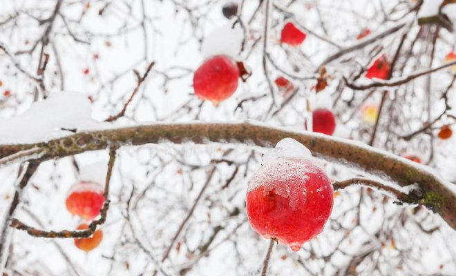 Топ-9 самых вкусных яблок зимних сортов с фото дача,сад и огород,садоводство