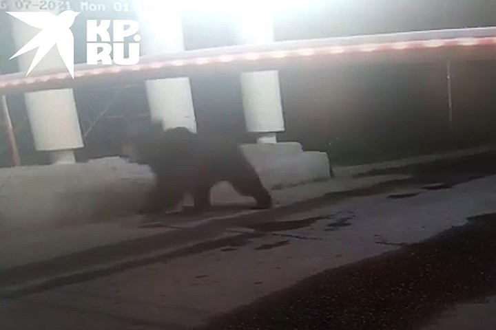 Медведь-беглец разыскивается в подмосковных Мытищах