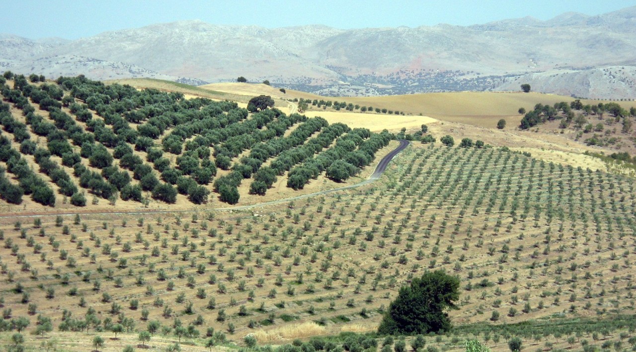 Португалия оливковые Рощи