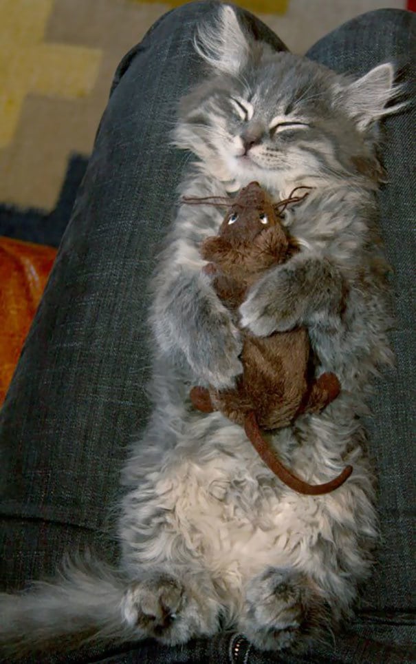 Cat With Her Favorite Toy