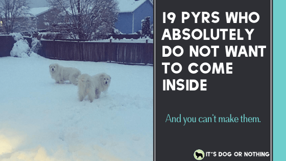 If it's too cold for you, it's just pyrfect for them! Check out these 19 pyrs enjoying snow life ❤
