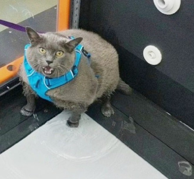 Кошка сидит