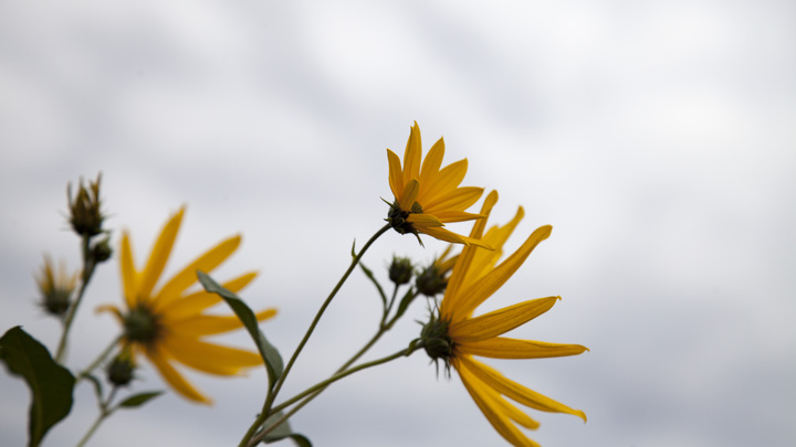 Последние новости России — сегодня 15 июля 2019 Последние новости России — сегодня 15 июля 2019 россия