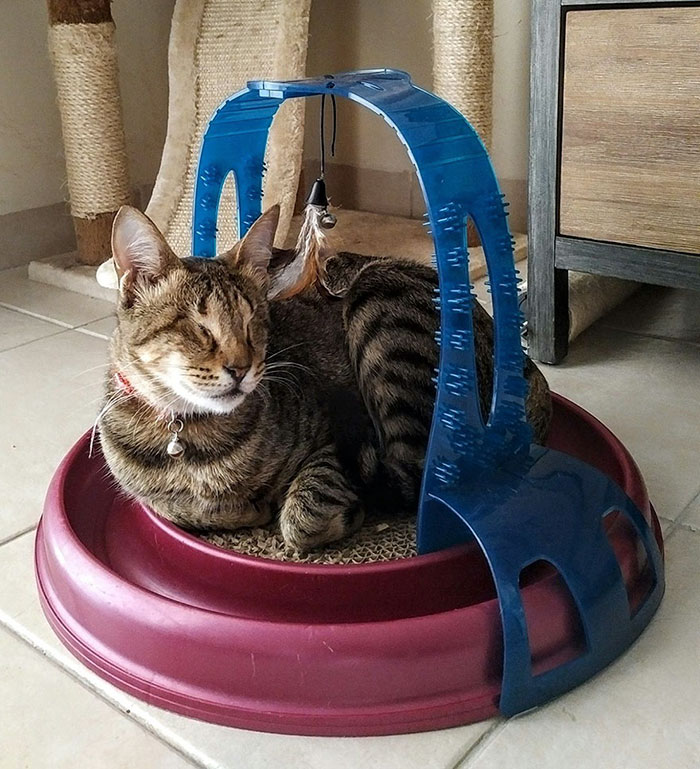 три слепых бездомных кошки нашли дом 