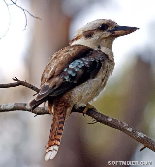 Kookaburra_portrait Kookaburra_portrait