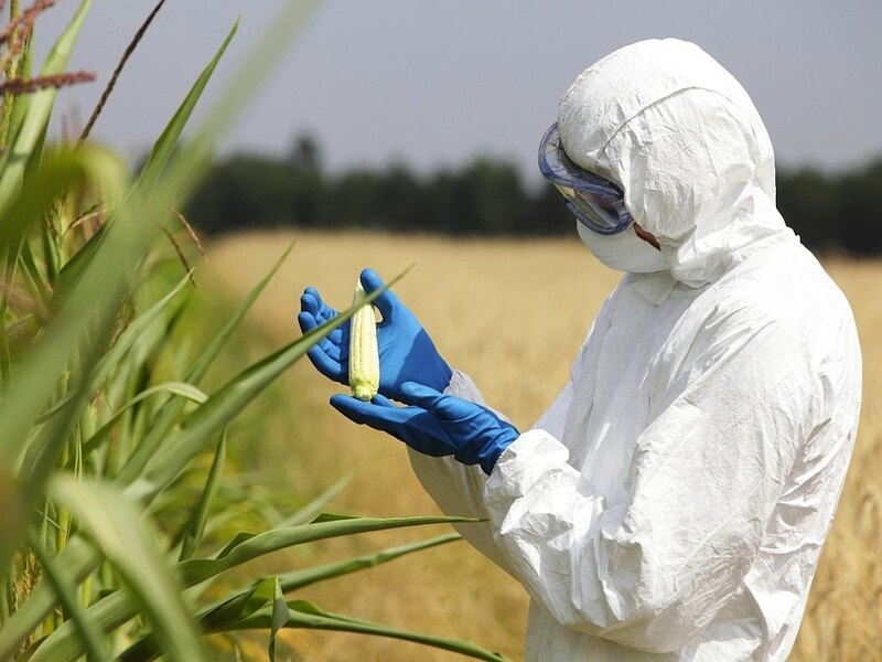 Генетическая модернизация: развеиваем мифы о ГМО ГМО,наука