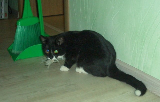Что же выберет котенок ? животные, котенок, котенок играет, коты, питомцы