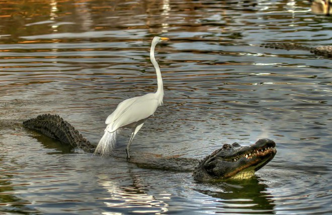 Цапля покаталась на крокодиле аллигатор
