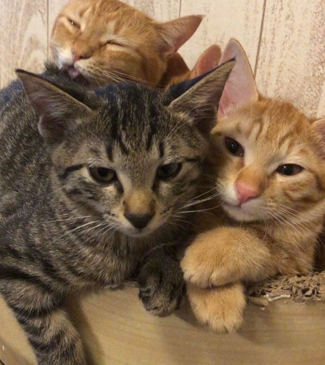 Котята лежат