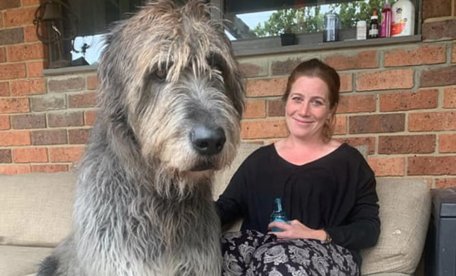 Женщина взяла домой небольшого щенка, а через год он вырос больше человека и продолжает расти