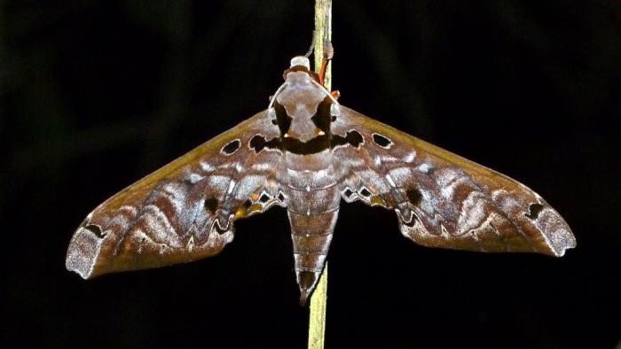 Бабочки бражники — вымирающее чудо среди насекомых