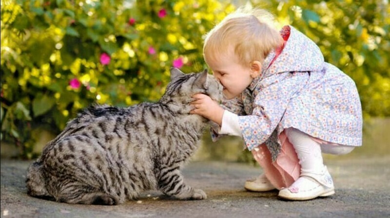 14 милых снимков о том, как подружить кошку с ребенком
