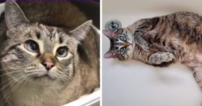 Коты из приютов: снимки до и после обретения семьи 