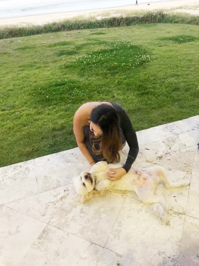 Щенок лежит