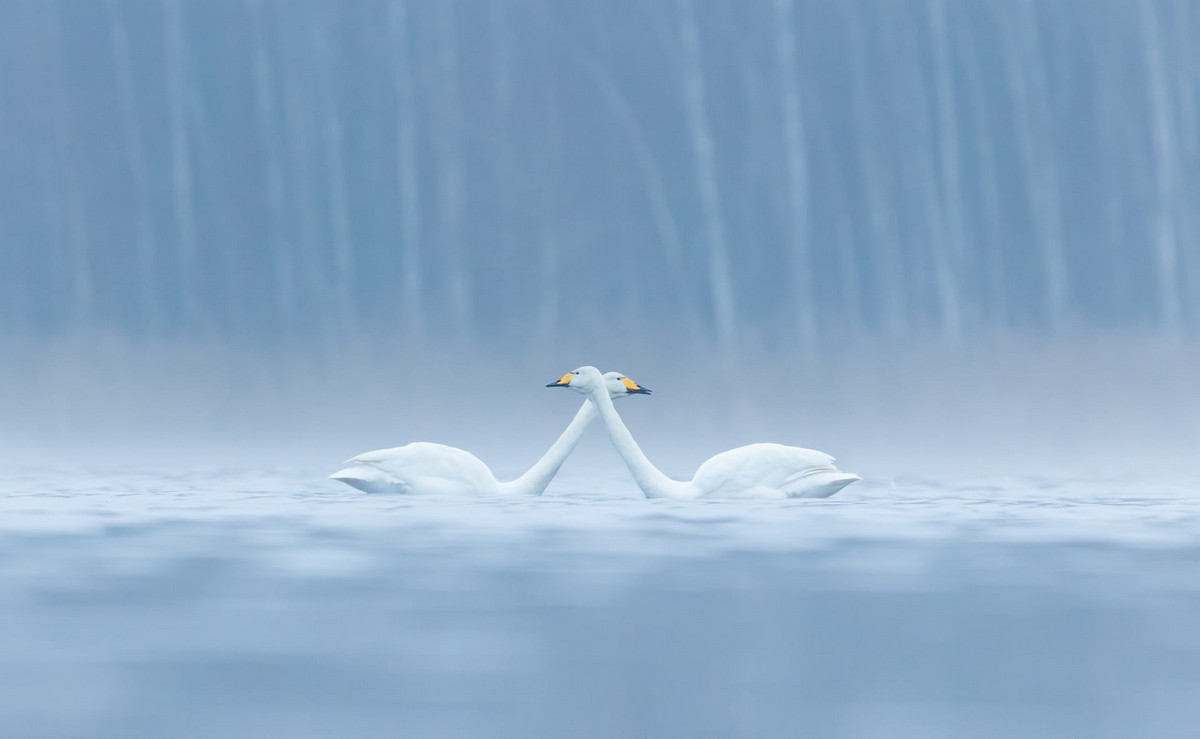 Лучшее с конкурса Bird Photographer of the Year 2018