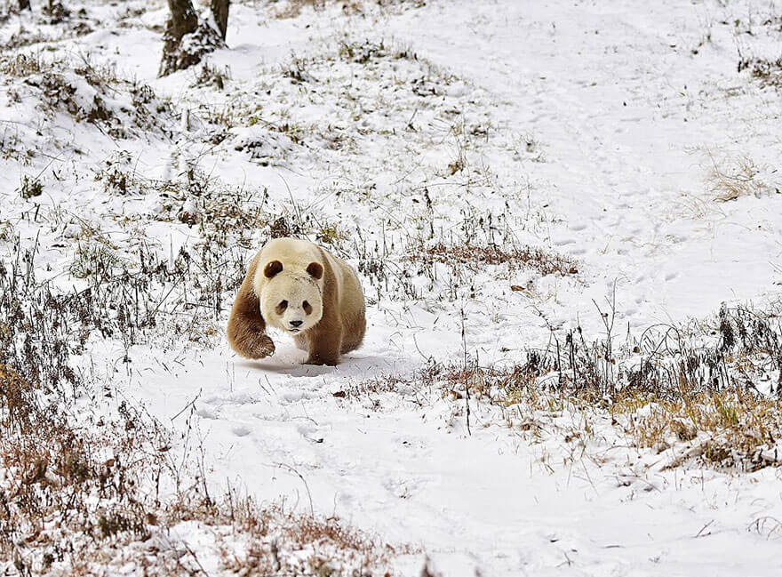 Коричневая панда