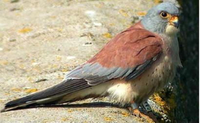 Пустельга степная: описание и распространение этой редкой птицы