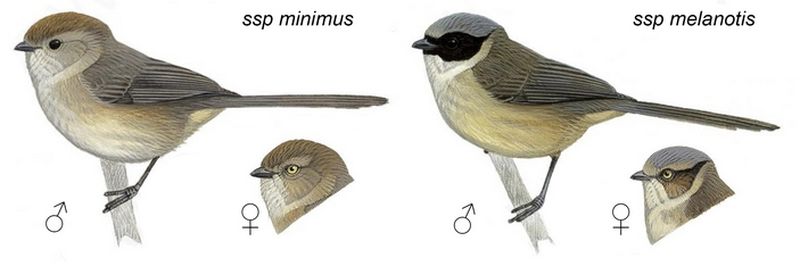 Темношапочная кустарниковая синица  (лат. Psaltriparus minimus) 