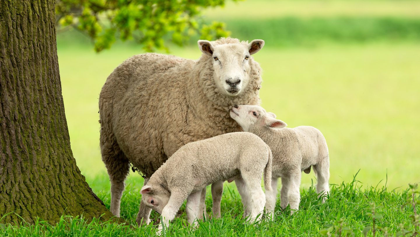 Вся правда об овцах: они вовсе не глупые и не просто стадные животные глаза, траву, позволяет, шерсть, после, рубец, этого, стадо, которая, вокруг, часов, голос, головы, безошибочно, расположены, часто, бокам, прямоугольные, видеть, примерно