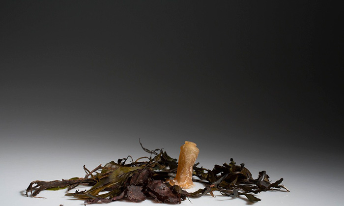 биоразлагаемые бутылки из водорослей