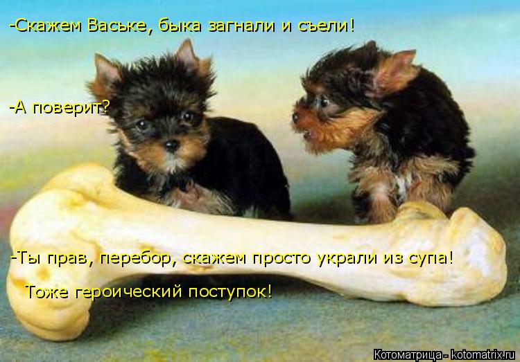 Котоматрица: -Скажем Ваське, быка загнали и съели! -А поверит? -Ты прав, перебор, скажем просто украли из супа!  Тоже героический поступок!