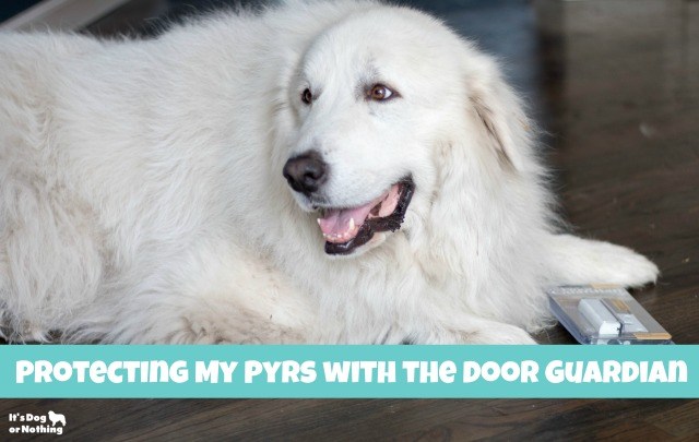 If you have Great Pyrenees, you know they are escape artists! If your dog is known for sneaking out your door, The Door Guardian is for you!