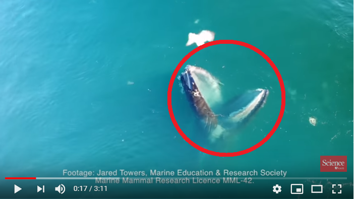 Вирусный ролик в фокусе общественного внимания