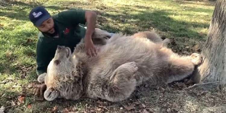 Медведица узнала человека, который заботился о ней в детстве Медведица узнала человека, который заботился о ней в детстве