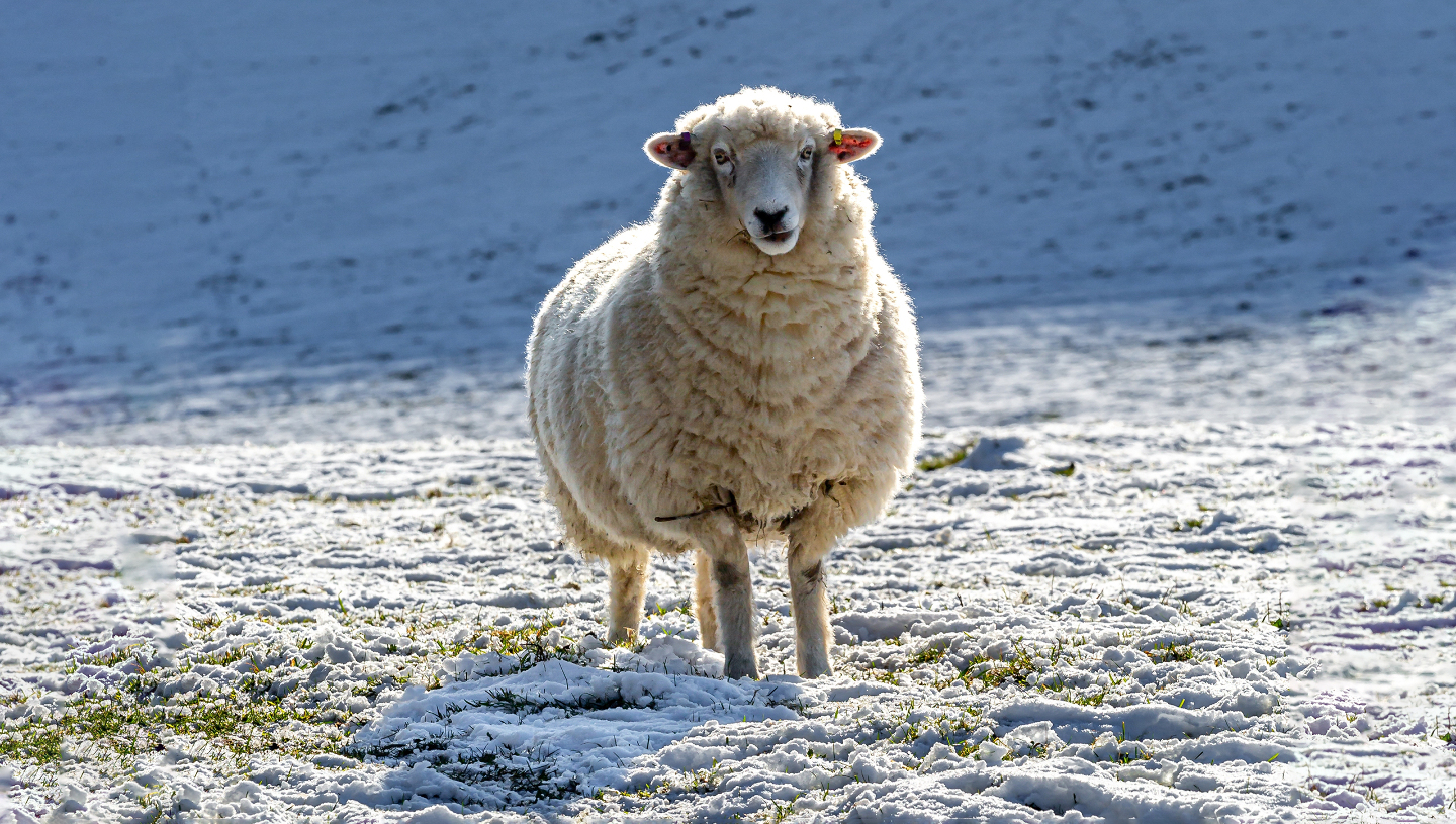Вся правда об овцах: они вовсе не глупые и не просто стадные животные глаза, траву, позволяет, шерсть, после, рубец, этого, стадо, которая, вокруг, часов, голос, головы, безошибочно, расположены, часто, бокам, прямоугольные, видеть, примерно