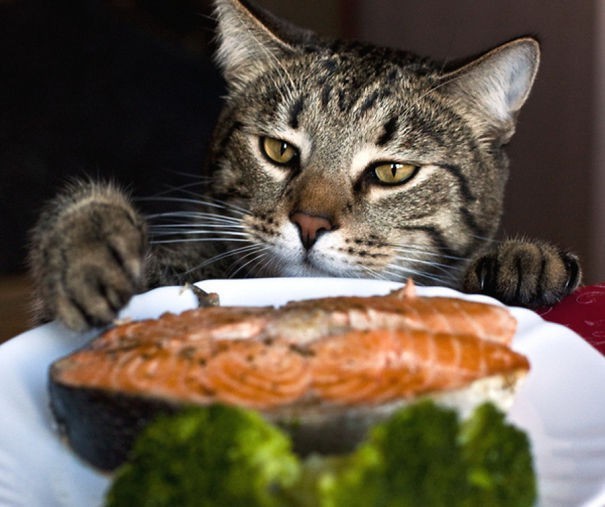 Уморительные коты-воришки, которых поймали с поличным воришки, еда, коты