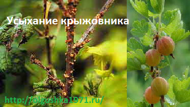 Усыхание крыжовника. Распространённые болезни крыжовника и борьба с ними