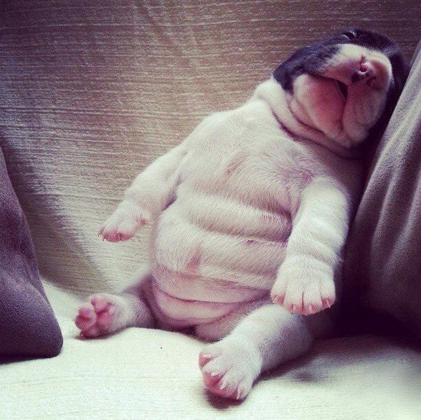 фото маленьких щенков 