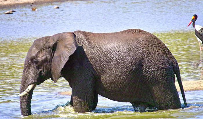 Сколько весит африканский слон: сравнения и факты