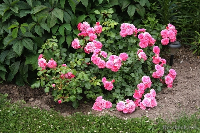 4920201_images3 (700x466, 317Kb)