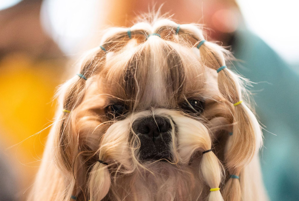 В США прошла знаменитая выставка собак Westminster Kennel Club 2020 