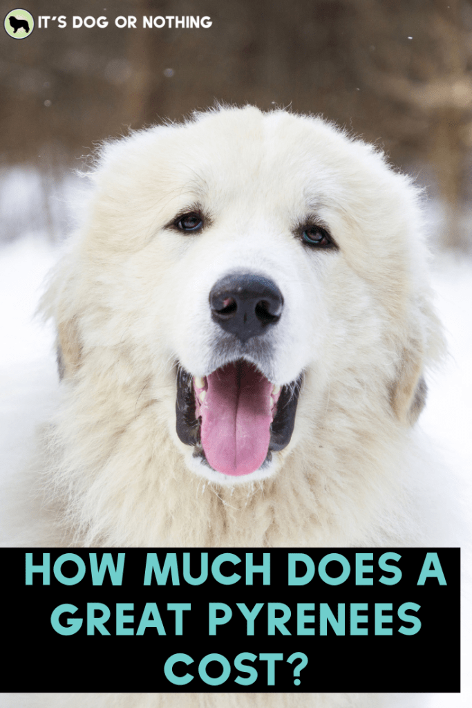 There are so many factors to consider when determining the cost of a Great Pyrenees. Let's break them down.