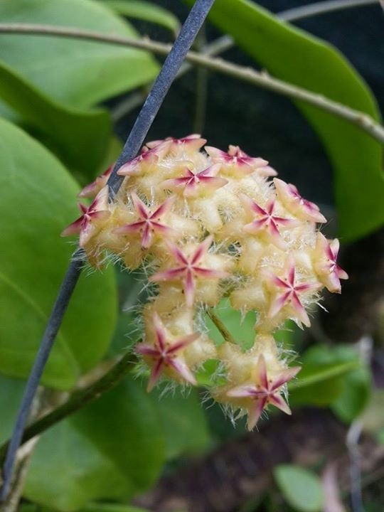 Hoya Mindorensis yellow red corona красота, лиана, природа, флора, хойя, цветы, чудеса