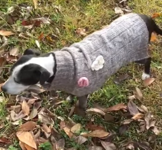 Собака в кофте