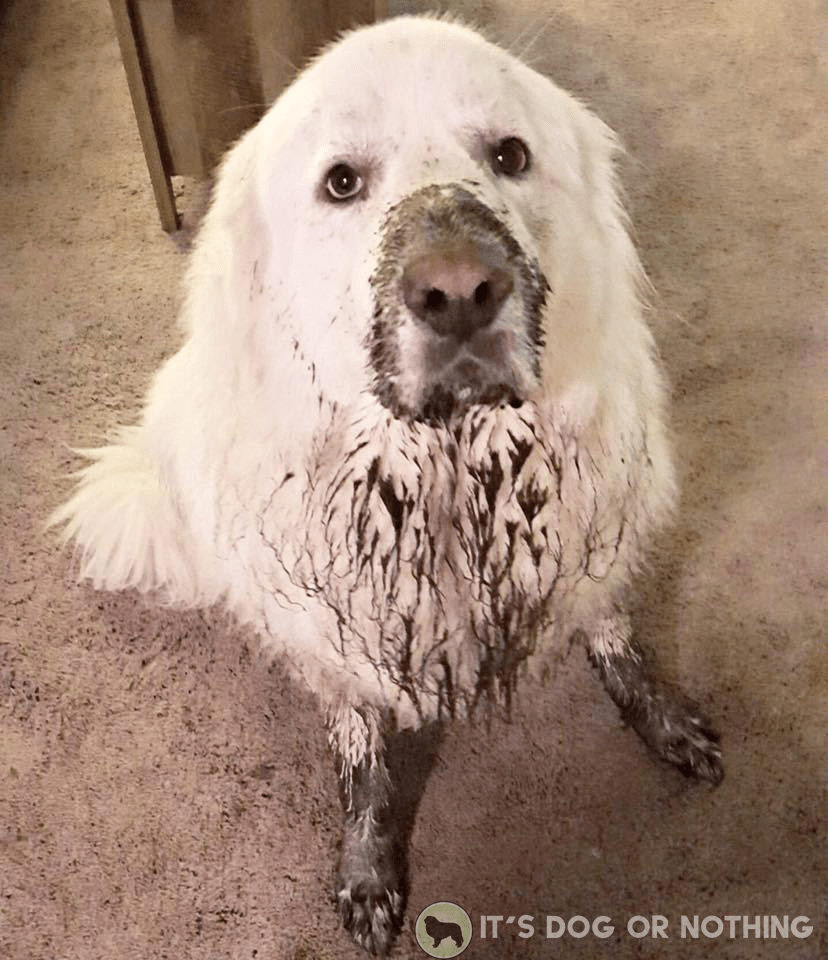 Don't forget the grooming cost when determining the cost of a Great Pyrenees!